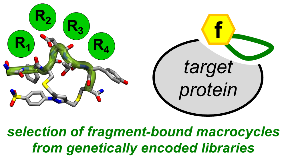 Cover image for macrocyclic libraries publication