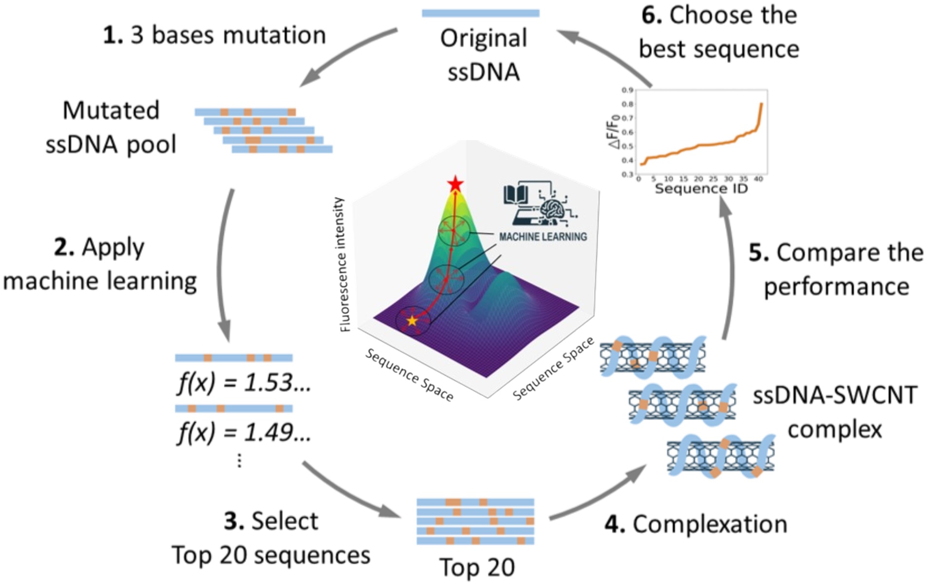 Cover image for directed evolution publication