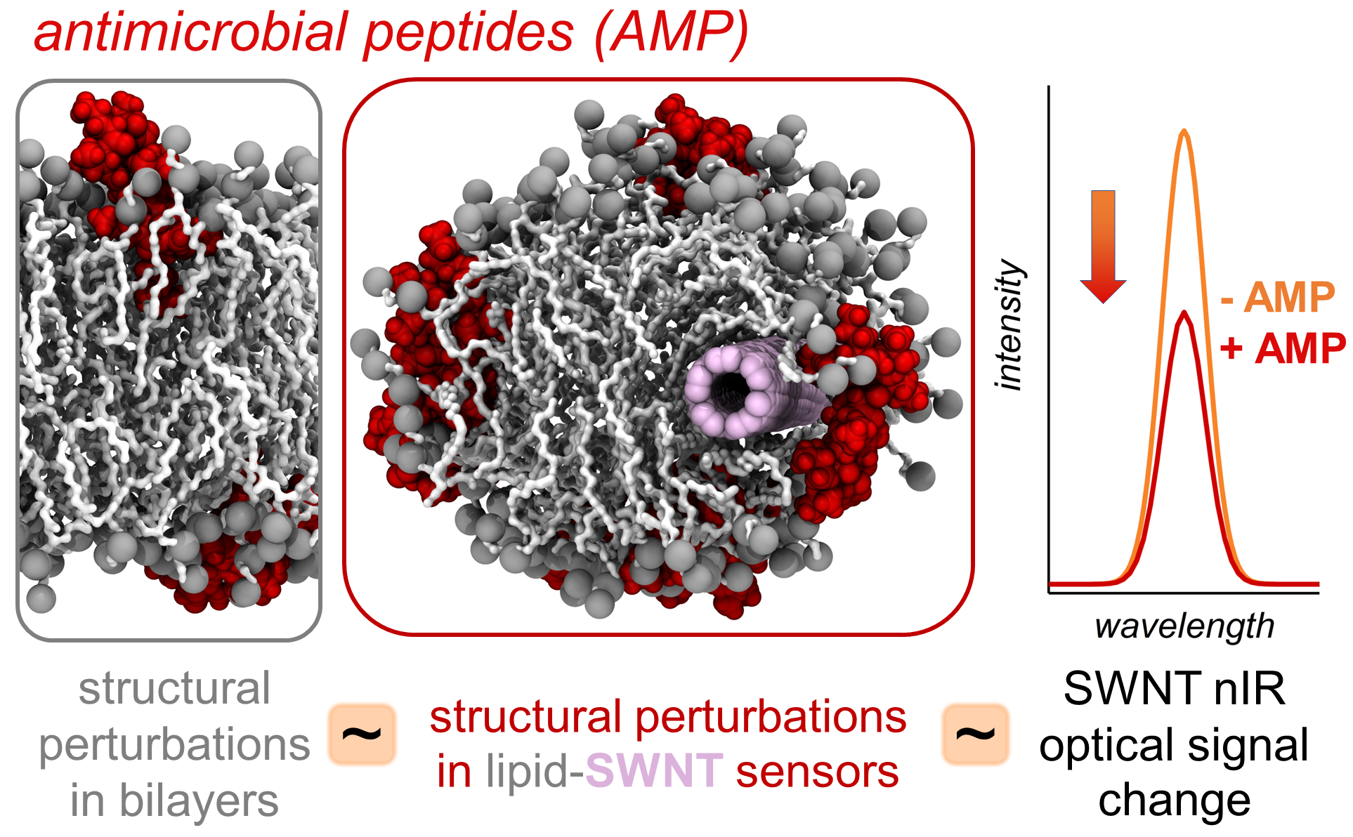 Cover image for antimicrobial discovery publication